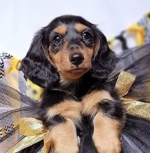 Meet your Posher, Darcey